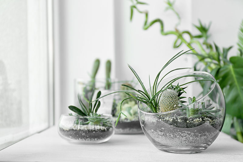 como montar um terrario