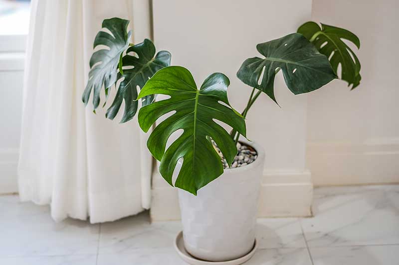 plantas para apartamento