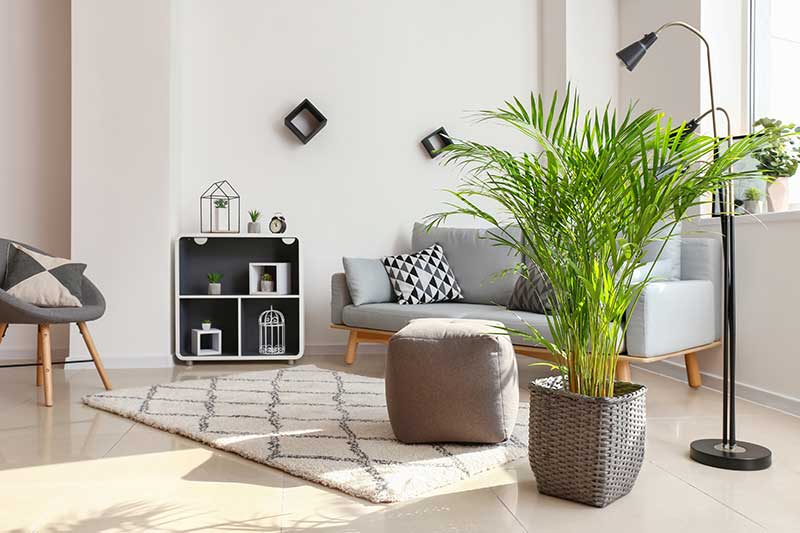 plantas para apartamento