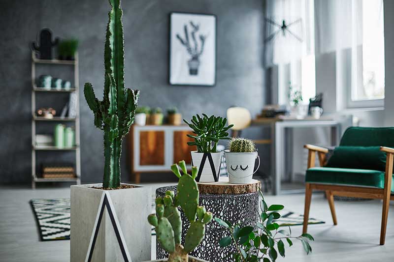 plantas para apartamento