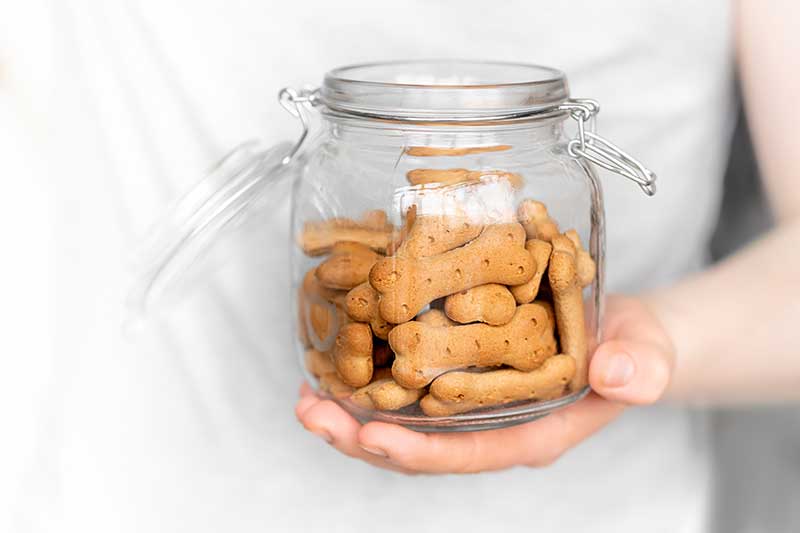 biscoitos para cães