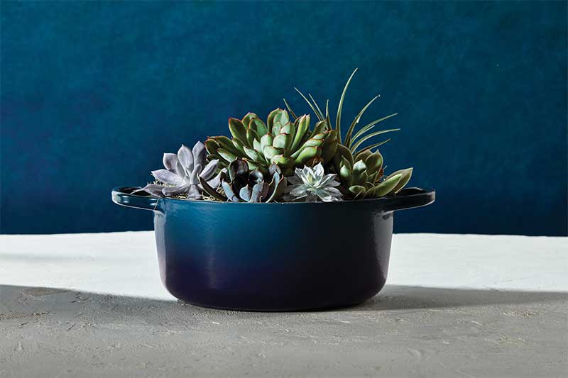agave le creuset
